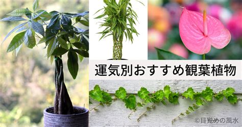 風水 植物|観葉植物の風水で運気アップ！おすすめの種類と置き。